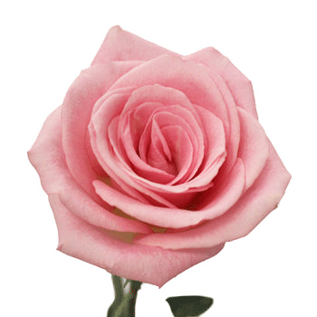 Light Orlando Pink Rose