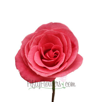 Orlando Pink Rose