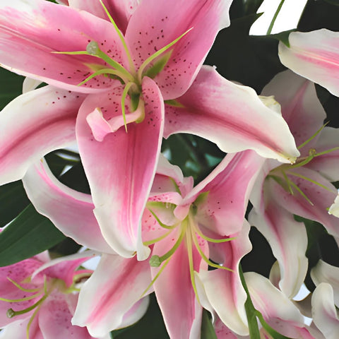 Pink Oriental Lilies