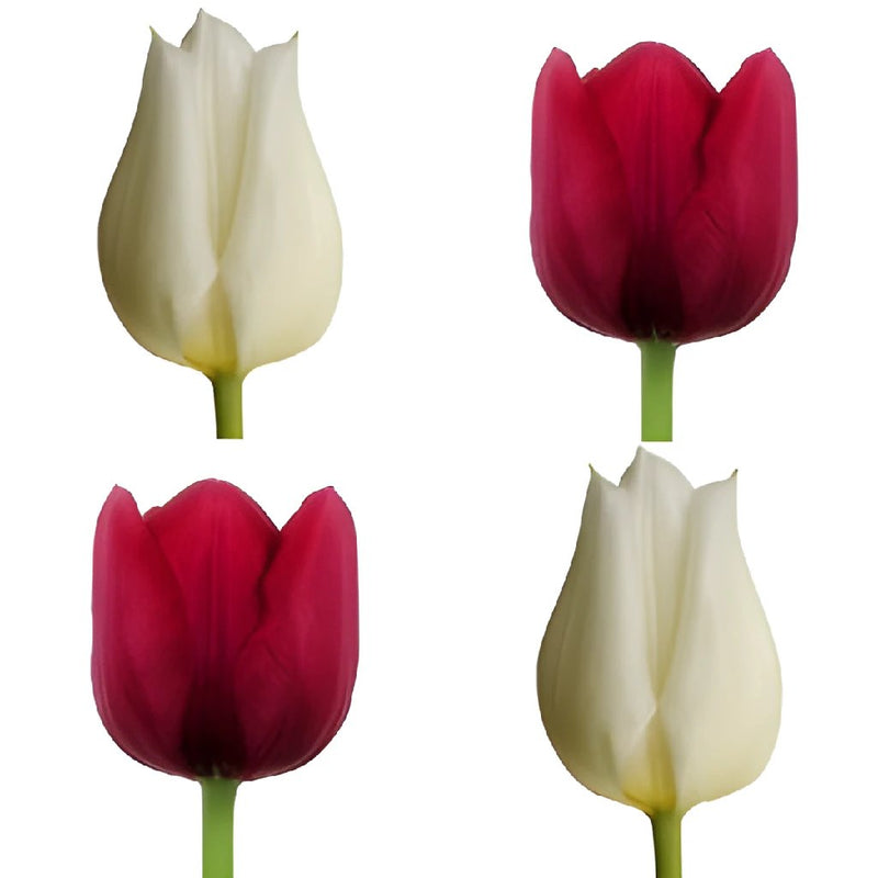 Love Pack Bulk Tulip Flowers