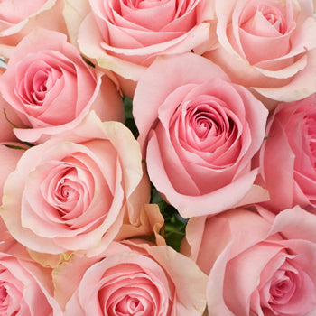 Luciana Light Pink Rose