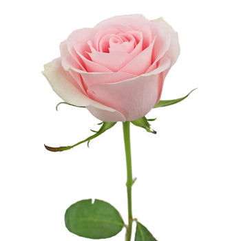 Luciana Light Pink Rose
