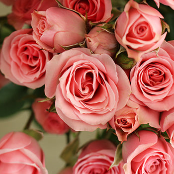 Pink Spray Bulk Roses