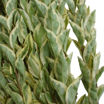 Wedding greenery lygustrum fresh fall filler flowers sold near me