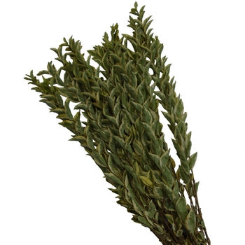 Wholesale greenery lygustrum fresh fall filler flowers sold as bulk