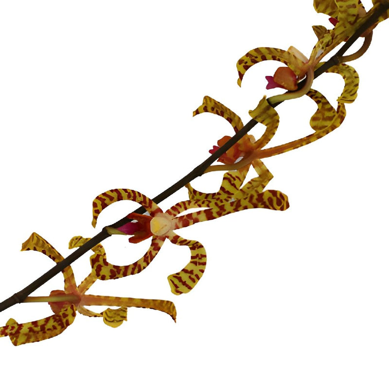 Yellow Pink Tiger Aranthera Orchids