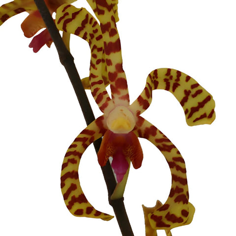 Yellow Pink Tiger Aranthera Orchids