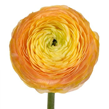 Bahama Mama Italian Cloony Ranunculus