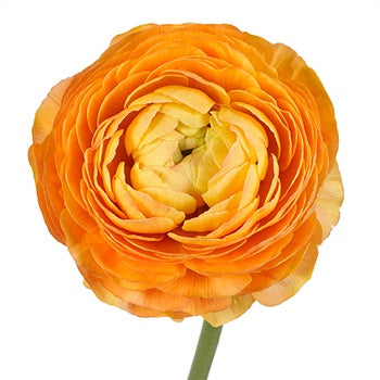 Bahama Mama Italian Cloony Ranunculus