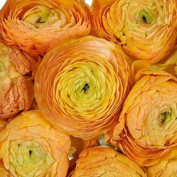Bahama Mama Italian Cloony Ranunculus