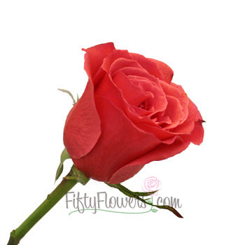 Manitou Salmon Orange Bulk Rose