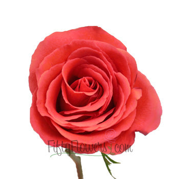 Manitou Salmon Orange Bulk Rose