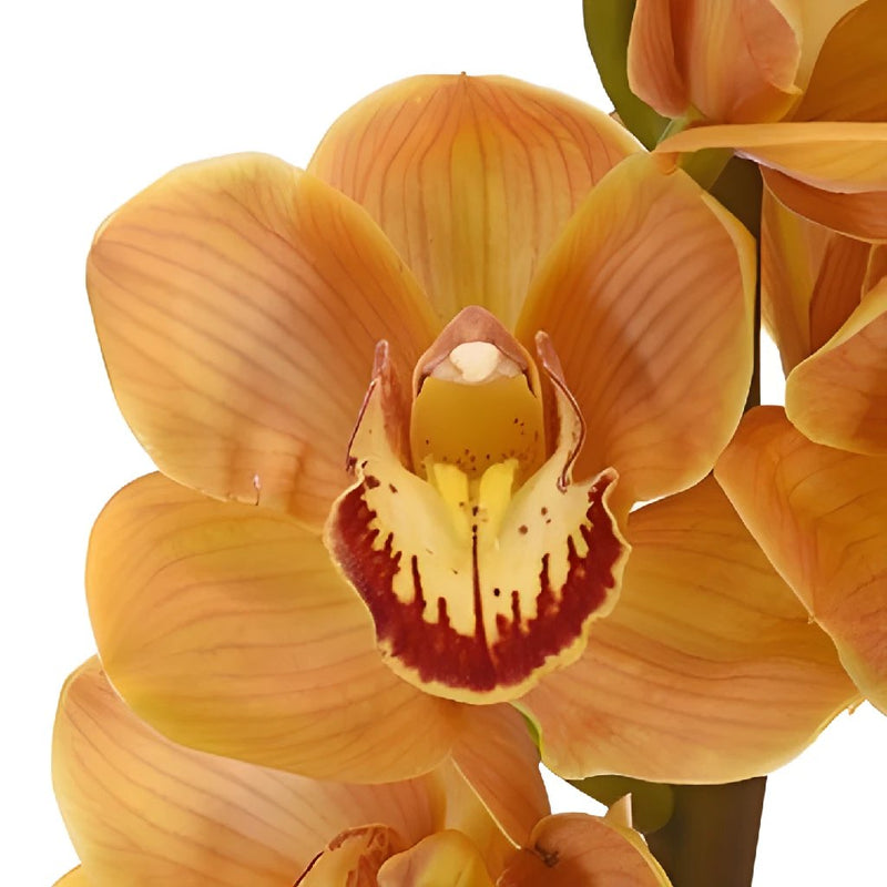 Wholesale Cymbidium Orchids Orange