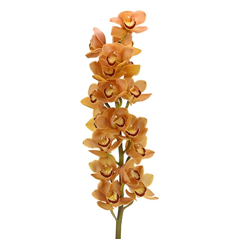 Wholesale Cymbidium Orchids Orange