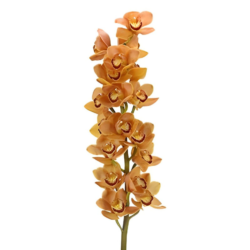Wholesale Cymbidium Orchids Orange