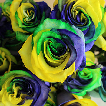 Mardi Gras Rainbow Roses