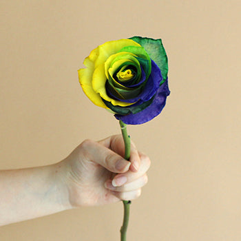 Mardi Gras Rainbow Roses