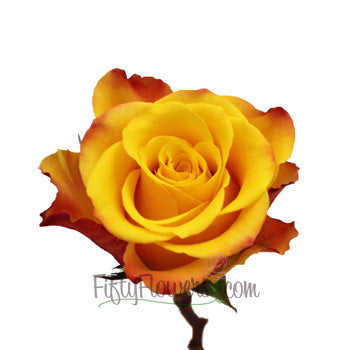 Orange Kissed Marie Claire Rose