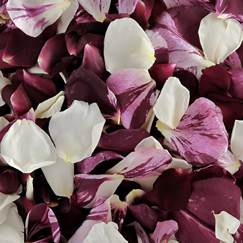 Maroon Dried Rose Petals