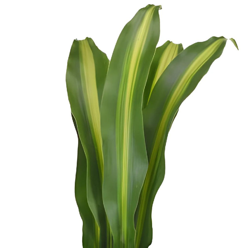 Masajeana Leaves Greenery