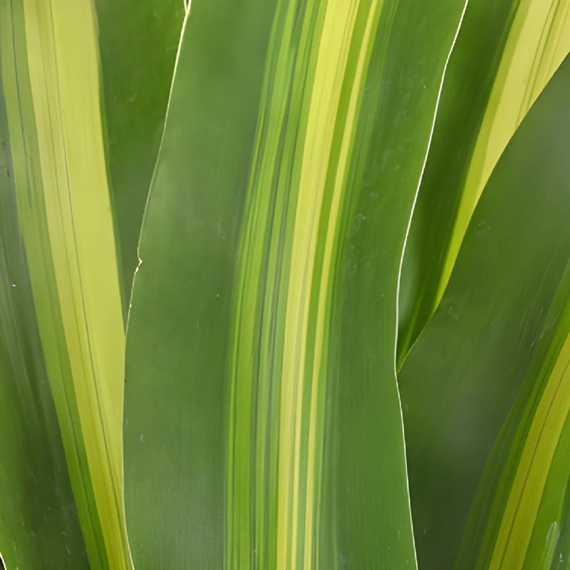 Masajeana Leaves Greenery