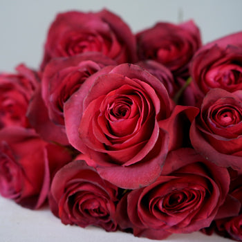 Magical Matilda Rose