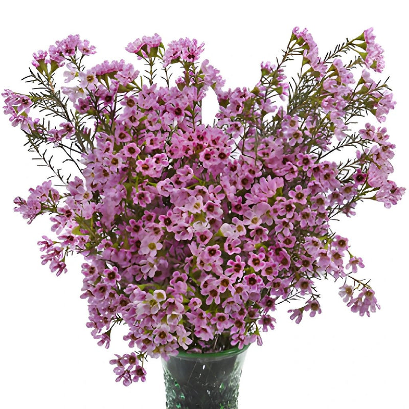 Mauve Brush Strokes Wax Flower Jan to April Delivery