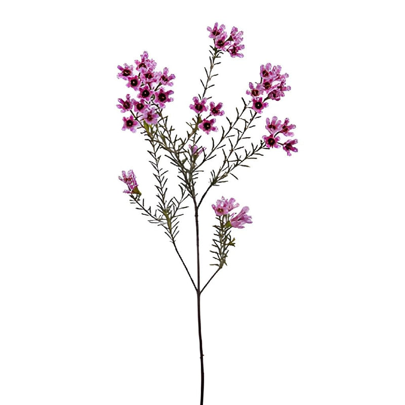 Mauve Brush Strokes Wax Flower Jan to April Delivery