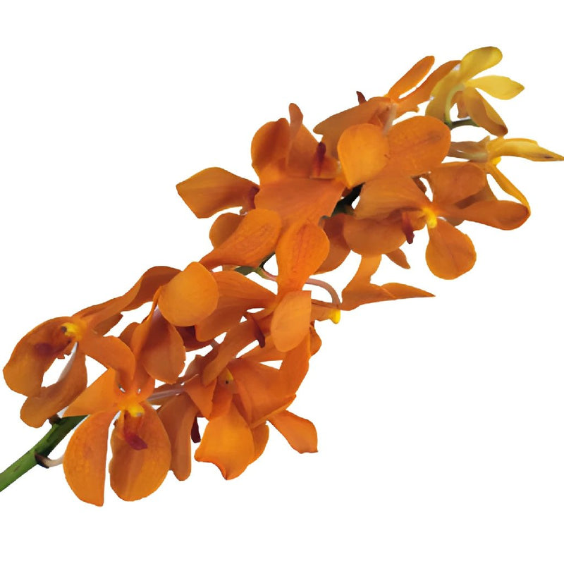 Tangerine Mokara Orchids Orange Flower