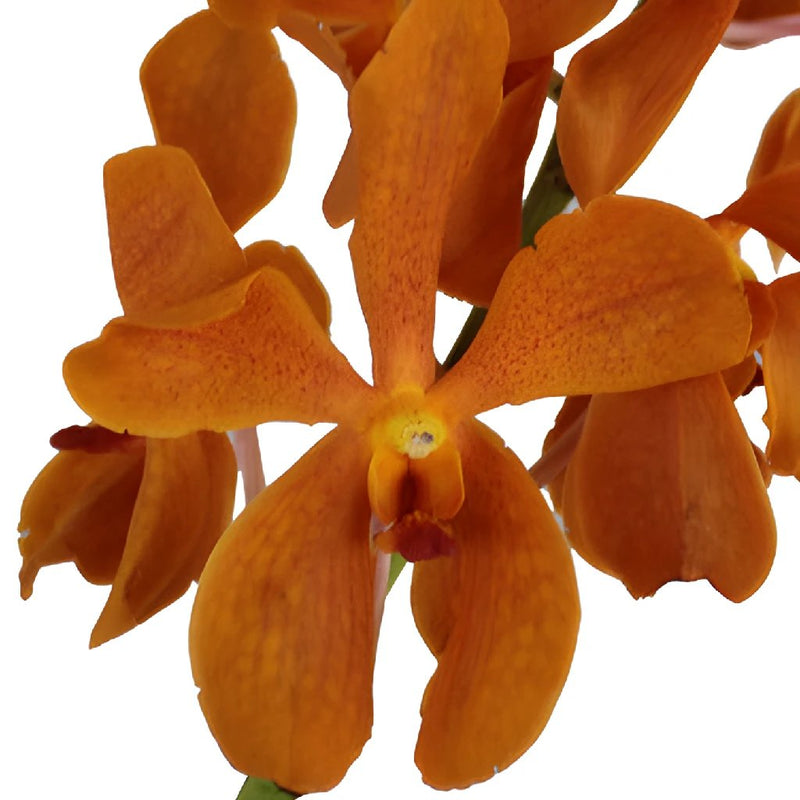 Tangerine Mokara Orchids Orange Flower