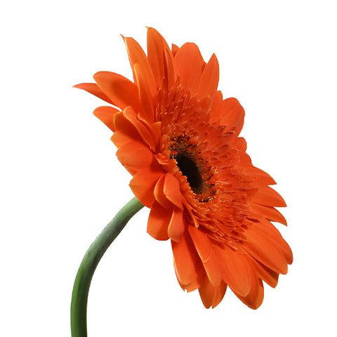 Melon Orange Gerbera Flowers
