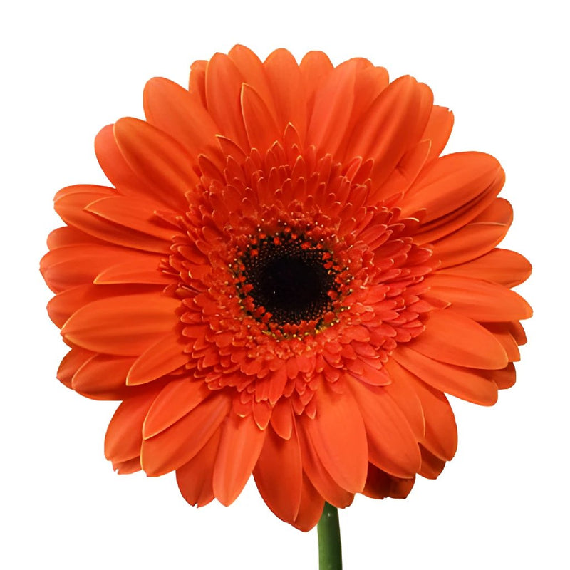 Melon Orange Gerbera Flowers