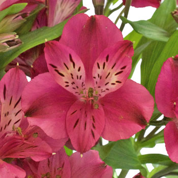 Merlot Alstroemeria Flower