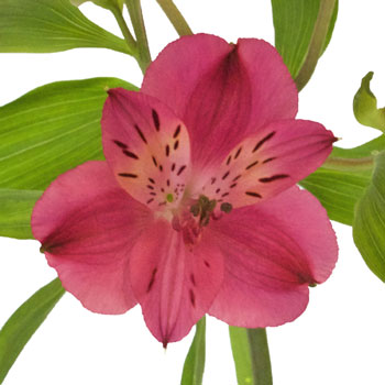 Merlot Alstroemeria Flower