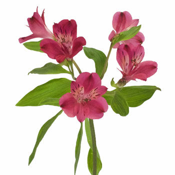 Merlot Alstroemeria Flower