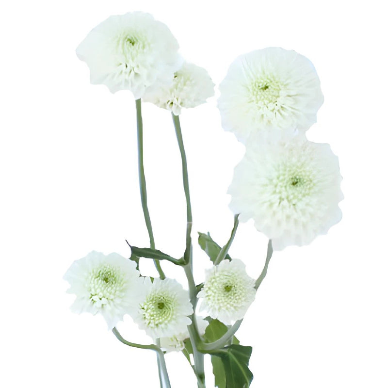 Zip Mini Button Pom White Flower