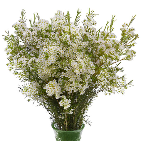 Mini White Wax Flower Jan To May Delivery