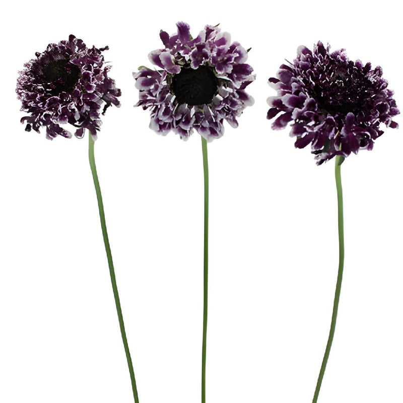 Frosted Amethyst Scabiosa Flower