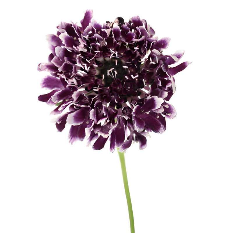 Frosted Amethyst Scabiosa Flower