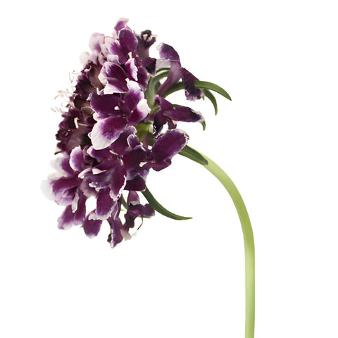 Frosted Amethyst Scabiosa Flower