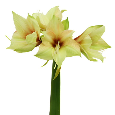 Amaryllis Mocha Bulk Flower
