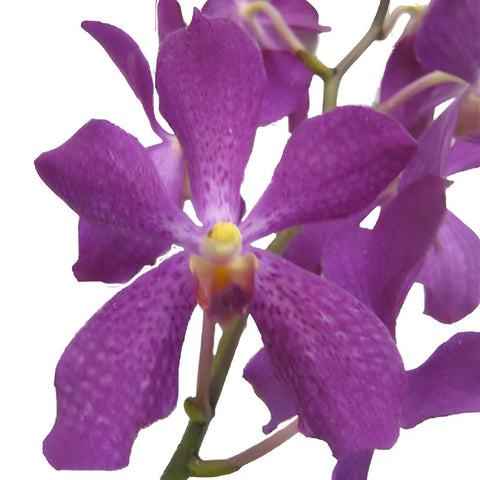 Violet Purple Speckled Mokara Orchid