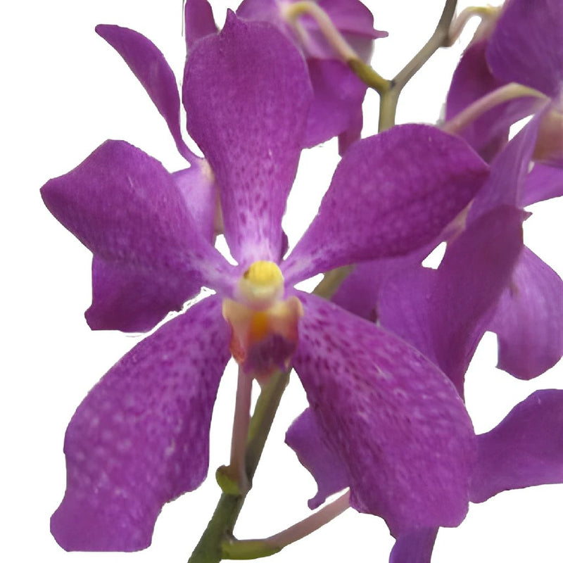 Violet Purple Speckled Mokara Orchid