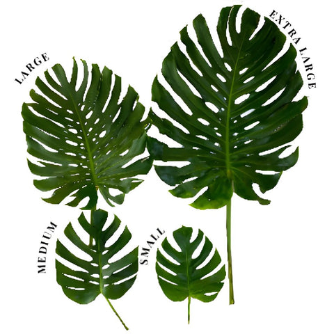 Monstera Leaves Tropical Greenery Large