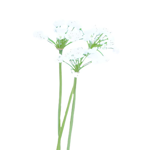 Allium Spray White Flower