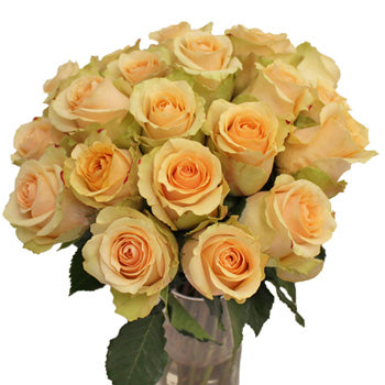 Antique Peach Nectarine Rose