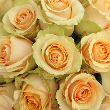 Antique Peach Nectarine Rose