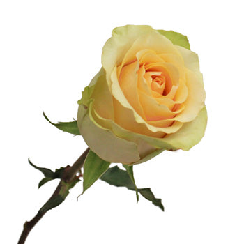 Antique Peach Nectarine Rose