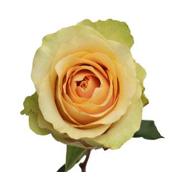 Antique Peach Nectarine Rose