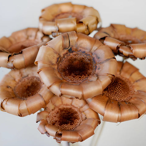 Mauve Dried Protea Crowns